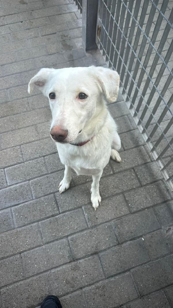 GENNA BELLISSIMA CAGNOLINA Foto 4